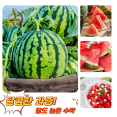 [굿피플] 산지직송 꿀수박 고당도수박 수박 하우스수박, 1박스, 하우스 수박 실속형 5-6kg 내외