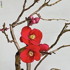 팅커벨 명자나무, 1개