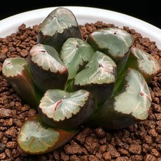 黑Obtusifolia SS X 裏天之色 B729-24, 1個