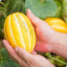 웨일베리 참왜 성주참외 5kg (26-30과) 추석 명절 과일 선물세트 회사, 26개