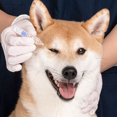 국내최초 반려동물 전용 일회용 인공눈물 두카메디 셀케어 아이드롭 일회용 강아지 고양이 눈곱 이물질 제거, 10개, 1ml