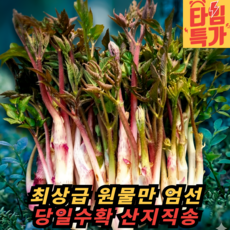 [초특가2주할인] 쌉싸름끝판왕 자연산 국산 두릅, 1박스, 300g