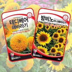 테디베어 해바라기 씨앗 30립 + 밤비노 미니해바라기 종자 30립 2종 세트, 1개