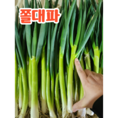 5kg 국내산 쫄대파 (임자도파파), 1개