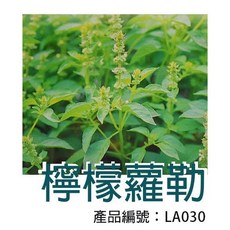 醬米資材 DIY種子栽種檸檬羅勒盆栽組, 檸檬羅勒