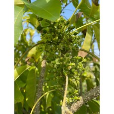 霏霏園藝 白柿盆栽，台東花蓮可購，大型植栽適用回頭車運送, 1個