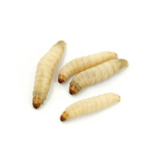 왁스웜 동결건조10g 꿀벌부채명나방 Waxworm 밀웜아닙니다 허니웜 천연떡밥계곡낚시, 10g, 1개