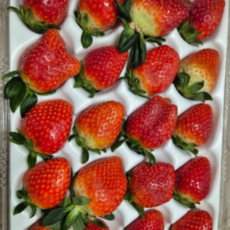 당도측정 고당도 설향 킹스베리 금실 생딸기 프리미엄 특선, 1개, 700g