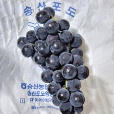 26년 햇 고당도 송산포도 캠벨포도 산지직송, 1개, 캠벨포도 1kg (3-5수 내외)