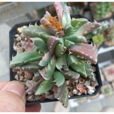늘꽃다육 사해파금. 분체배송. 리톱스 다육 식물 선인장 인테리어 집 꾸미기 화분, 1개