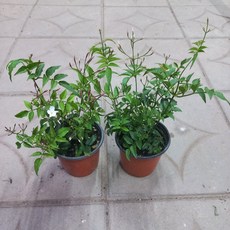 학자스민2개묶음, 2개