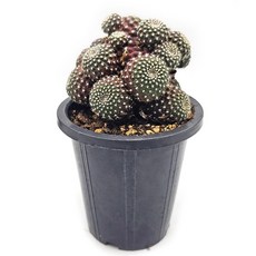 미미네아쿠아 반려식물 다육식물 선인장 - 레드파이 1포트