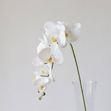 호접란 호접난 조화 고급형 조아조화, 화이트, 1개
