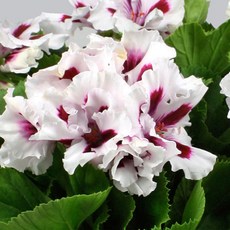 어린모종 제라늄 8cm분 56종, 리갈06 노비타클래식 화이트스타, 1개