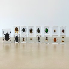 비큐리어스 리얼 곤충 표본 미니 15종, 풍뎅이