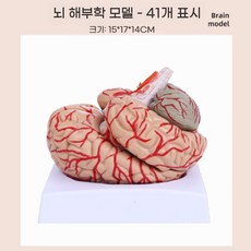 교육용 뇌모형 분리 전두엽 중추 뇌간 두뇌 뇌구조, A. 9파트 뇌모형(41cm), 1개