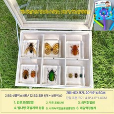 곤충박제 곤충표본키트 관찰함 액자 진열장 투명 학교 교육 수집 생물, B