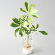 수경 재배 식물 무늬 홍콩야자 1p 실내 공기정화식물 플랜테리어, 식물+유리병+흰돌, 1개
