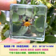 나비 박제 표본 곤충 수집용 액자 호박 관찰 모형, 뿔거미 2호