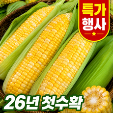 [26년첫수확] 전국1등농가 꿀당도 생 초당옥수수, 1박스, 특품 초당옥수수-(5개)