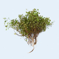 마이플랜트 트리안 세척 모종 소형 수경재배식물, 2개