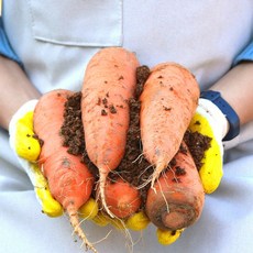 [농산물마루] 흙당근 구좌 제주 부산 산지직송, 1박스, 5kg (중상)