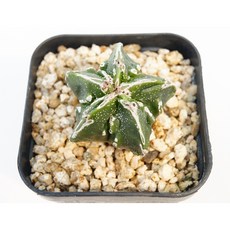 청백조돌기난봉옥 실생 동일품-260304 코덱스 아프리카식물 멸종위기희귀선인장