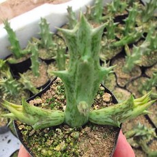 흑룡각 키우기 쉬운 실내 거실 다육 식물 화분 랜덤발송, 단품, 1개