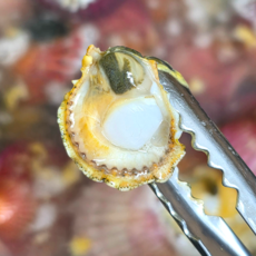 제철의여왕 산지직송 통영 홍가리비 국산 생물, 1개, 1kg