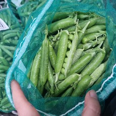 국내산 완두콩 햇완두콩 생콩 껍질있는완두콩 산지직송, 2kg, 1개