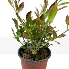 꽃사랑식물나라 목천일홍 쌍떡잎식물 비름과 야생화 공기정화 식물키우기 소품 인테리어, 1개