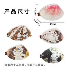 仿真噴水蛤蜊玩具 兒童戲水噴水玩具, 1個, 大號花甲蛤蜊水槍【一個裝】顏色隨機