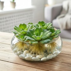 숯앤꽃 물배추, 5개