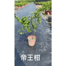 霏霏園藝 大陸砂糖橘一口柑帝王 元7吋盆掛小果, 1個