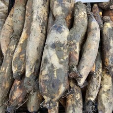 국내산 흙연근 피연근 당일수확 배송 싱싱한 햇연근 파지연근, 1개, 특품2kg