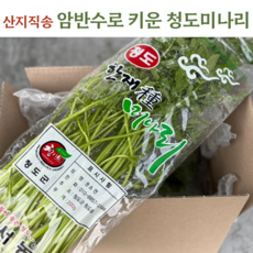 [당일수확] 향긋한 청도 세척미나리 바로 드세요, 600g, 1개