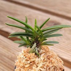 [금비농원] 개통/부귀란 소엽풍란 석부작 공기정화 식물, 1개