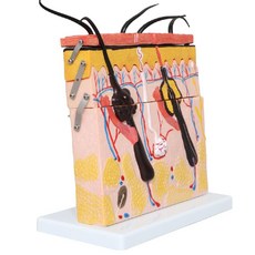 피부층 모형 피부 진피 조직 교육 피부과 해부도 단면, 50배