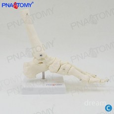 발뼈 모형 복사뼈 사람인체구조 해부학 골격, 오른발