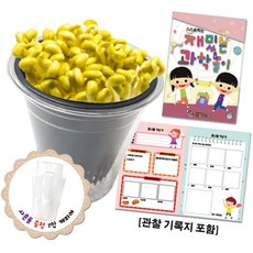 라이즈올3 콩나물 키우기 과학장난감 과학실험재료