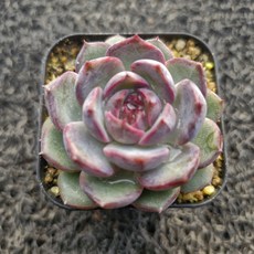 봄의정원 산딸기 소품, 1개