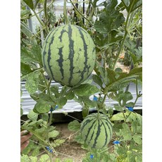 R38 小虎迷你西瓜種子 100粒 果重1.1~1.3公斤, 1包