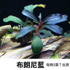 林作物 水草 布朗尼藍辣椒榕 經典辣椒榕 神秘草 水中葉 前景 陰性草 新手級, 1個