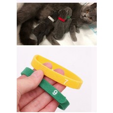 반려동물 식별 목걸이 찍찍이 태그 강아지 새끼 고양이 인식표 12종 세트, 12개, M 12종세트