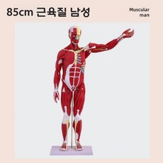 인체 근육 모형 교육용 해부학 병원 실습 전신 인체모형, 80CM 제거가능 남자 근육모형