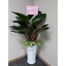 紅帝王蔓綠絨盆栽，適合開幕榮升喬遷祝賀