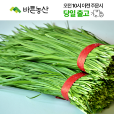 < 바른농산 > 당일수확 국내산 부추 묶음 (1단 500g), 1개, 500g