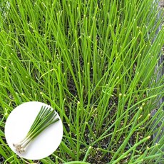 [오감] 대파 모종 묘종, 5개