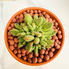 콤포토니 농장직송 산아래 다육이 생명력최고 키우기쉬운 공기정화 전자파차단 하월시아 다육 식물 선인장, 1개, 럭셔리