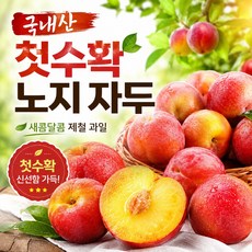 픽앤프레쉬 2026년 고당고 햇 대석자두, 1박스, 4kg (중)